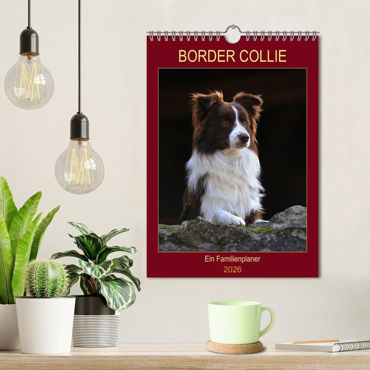 Produktbild: Border Collie - Ein Familienplaner (Wandkalender 2026 DIN A4 hoch), CALVENDO Monatskalender