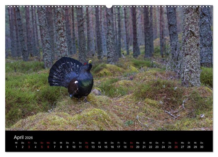 Produktbild: V&ouml;gel & Landschaften (hochwertiger Premium Wandkalender 2026 DIN A2 quer), Kunstdruck in Hochglanz