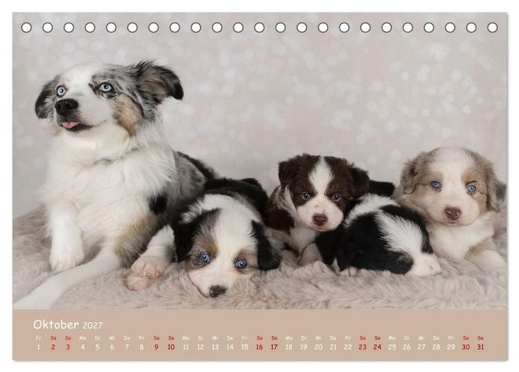 Produktbild: Mini Australian Shepherd, eine ganz besondere Rasse (Tischkalender 2027 DIN A5 quer), CALVENDO Monatskalender