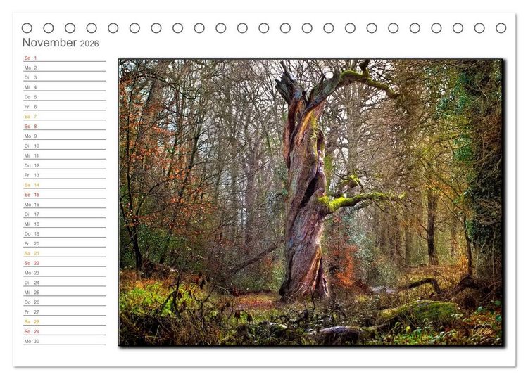 Produktbild: Der Neuenburger Urwald (Tischkalender 2026 DIN A5 quer), CALVENDO Monatskalender