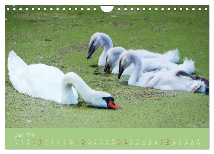 Produktbild: Schwanenfamilie, vom Ei bis zum Fliegen. (Wandkalender 2026 DIN A4 quer), CALVENDO Monatskalender