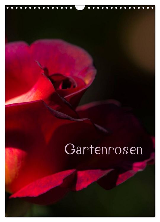 Produktbild: Gartenrosen (Wandkalender 2026 DIN A3 hoch), CALVENDO Monatskalender