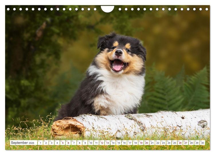 Produktbild: Collies - die sch&ouml;nsten Hunde der Welt (Wandkalender 2026 DIN A4 quer), CALVENDO Monatskalender