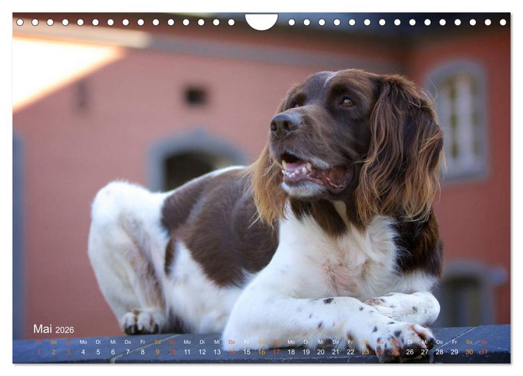 Produktbild: Faszination Jagdhund - Kleiner M&uuml;nsterl&auml;nder (Wandkalender 2026 DIN A4 quer), CALVENDO Monatskalender