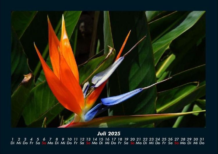 Produktbild: Blumentr&auml;ume 2025 Fotokalender DIN A4