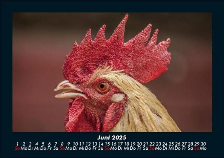 Produktbild: Tiere auf dem Bauernhof 2025 Fotokalender DIN A5