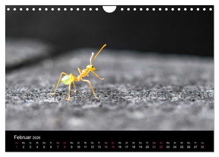 Produktbild: Australien, tierischer Kontinent (Wandkalender 2026 DIN A4 quer), CALVENDO Monatskalender