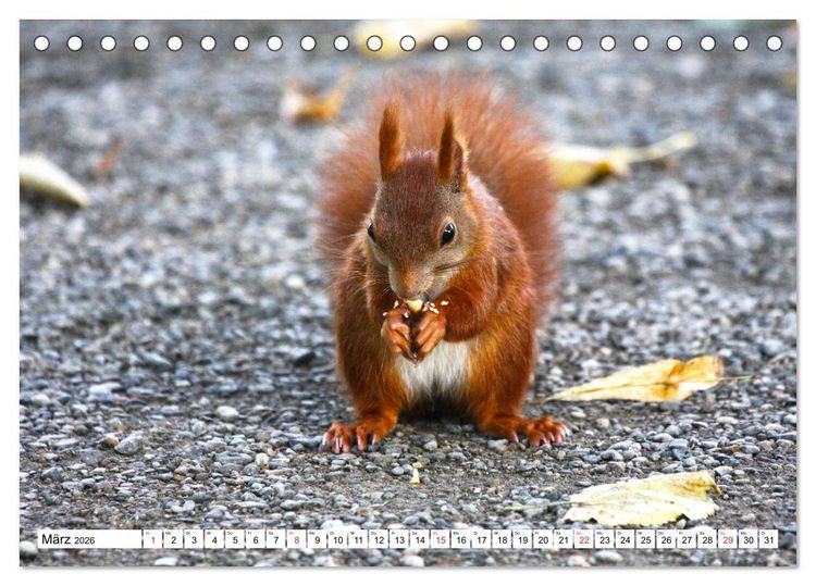 Produktbild: Eichh&ouml;rnchen in freier Natur (Tischkalender 2026 DIN A5 quer), CALVENDO Monatskalender