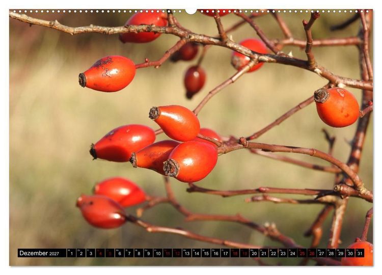 Produktbild: Naturwunder Wald (hochwertiger Premium Wandkalender 2027 DIN A2 quer), Kunstdruck in Hochglanz