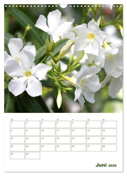 Produktbild: Wei&szlig;e Bl&uuml;ten im Gr&uuml;nen (Wandkalender 2026 DIN A3 hoch), CALVENDO Monatskalender