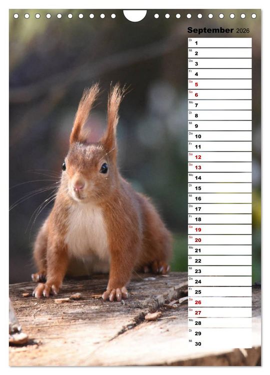 Produktbild: Eichh&ouml;rnchen - kleine Tiere, gro&szlig;e Liebe (Wandkalender 2026 DIN A4 hoch), CALVENDO Monatskalender