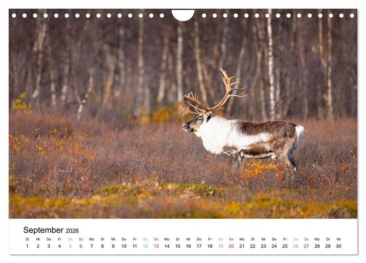 Produktbild: Tierwelt Skandinaviens (Wandkalender 2026 DIN A4 quer), CALVENDO Monatskalender