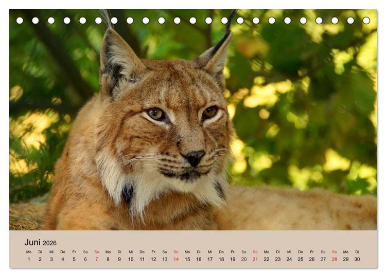 Produktbild: Der Luchs. Pinselohren und Bernsteinaugen (Tischkalender 2026 DIN A5 quer), CALVENDO Monatskalender