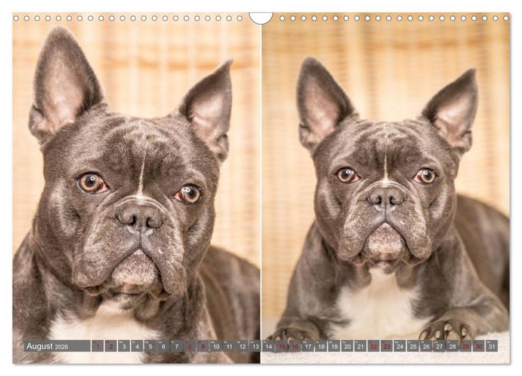 Produktbild: French Bully&acute;s - Gro&szlig;e Sch&auml;tze auf kleinen Pfoten (Wandkalender 2026 DIN A3 quer), CALVENDO Monatskalender