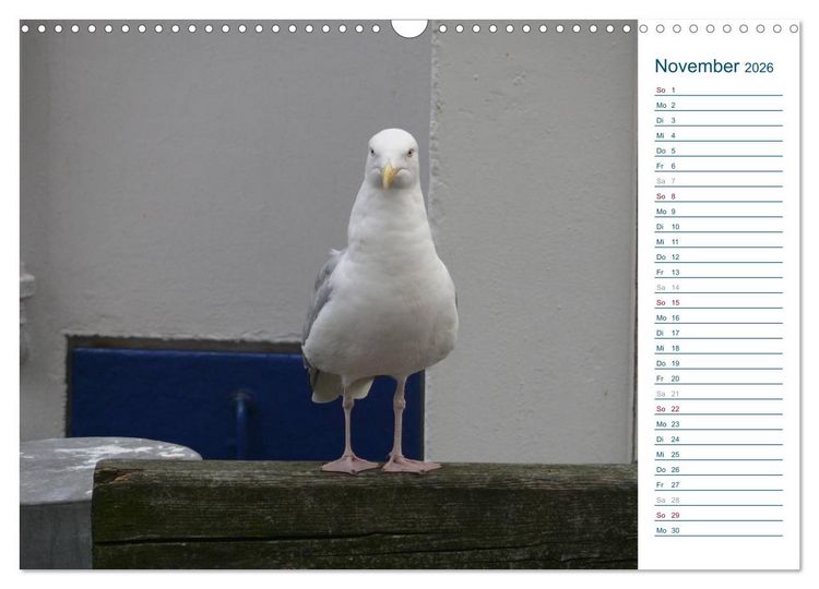 Produktbild: M&ouml;wen - Von der Ostsee bis zum Atlantik (Wandkalender 2026 DIN A3 quer), CALVENDO Monatskalender