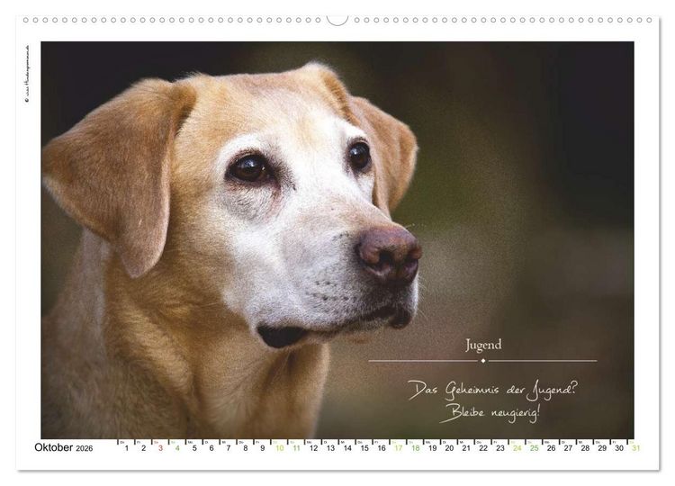 Produktbild: Hunde-Spruchreif (hochwertiger Premium Wandkalender 2026 DIN A2 quer), Kunstdruck in Hochglanz