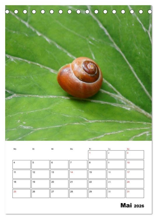 Produktbild: Die geheimnisvolle Welt der Schnecken (Tischkalender 2026 DIN A5 hoch), CALVENDO Monatskalender