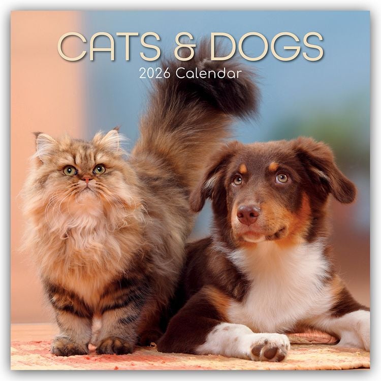 Produktbild: Cats and Dogs – Katzen und Hunde 2026 – 16-Monatskalender