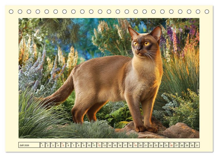 Produktbild: Burma-Katzen. Ausstrahlung und Anmut der faszinierenden Samtpfoten (Tischkalender 2026 DIN A5 quer), CALVENDO Monatskalender