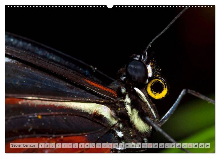 Produktbild: Schmetterlinge - zarte Gesch&ouml;pfe der Natur (hochwertiger Premium Wandkalender 2026 DIN A2 quer), Kunstdruck in Hochglanz