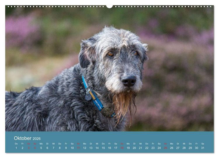 Produktbild: Irische Wolfshunde (hochwertiger Premium Wandkalender 2026 DIN A2 quer), Kunstdruck in Hochglanz