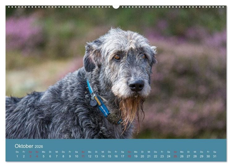 Produktbild: Irische Wolfshunde (Wandkalender 2026 DIN A2 quer), CALVENDO Monatskalender