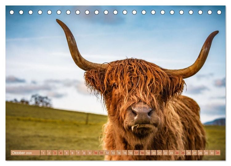 Produktbild: Mutterk&uuml;he (Tischkalender 2026 DIN A5 quer), CALVENDO Monatskalender