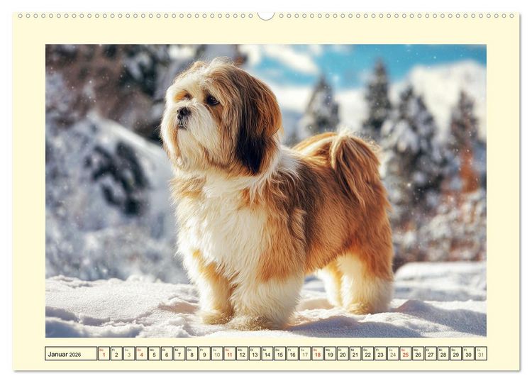 Produktbild: Lhasa Apso Charme. Die kleinen H&uuml;ter des Gl&uuml;cks (Wandkalender 2026 DIN A2 quer), CALVENDO Monatskalender