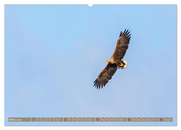 Produktbild: Wilder Dar&szlig; - Fuchs, Hirsch und Co. 2026 (Wandkalender 2026 DIN A2 quer), CALVENDO Monatskalender