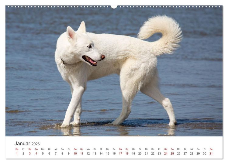 Produktbild: Freunde auf vier Pfoten am Strand (Wandkalender 2026 DIN A2 quer), CALVENDO Monatskalender