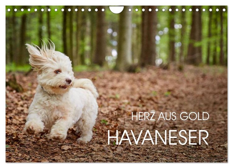 Produktbild: Havaneser - Herz aus Gold (Wandkalender 2026 DIN A4 quer), CALVENDO Monatskalender