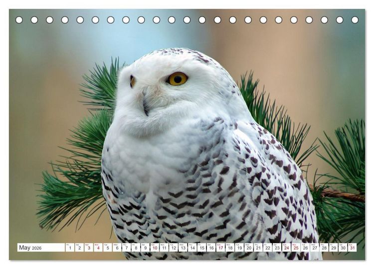 Produktbild: Wildlife of the Tundra (Desk Calendar 2026 DIN A5 landscape), CALVENDO 12 Month DeskCalendar