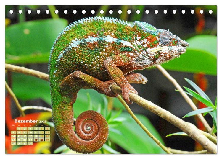 Produktbild: Cham&auml;leon: Die farbenfrohe Welt der Reptilien (Tischkalender 2026 DIN A5 quer), CALVENDO Monatskalender