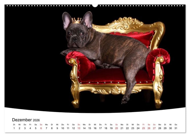 Produktbild: Bullys - Franz&ouml;sische Bulldoggen 2026 (Wandkalender 2026 DIN A2 quer), CALVENDO Monatskalender