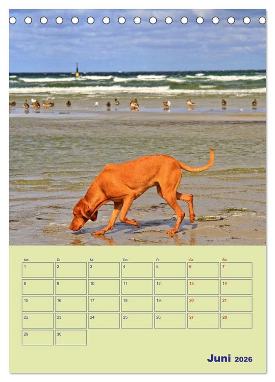 Produktbild: Sehnsuchtsort Ostseebad Boltenhagen (Tischkalender 2026 DIN A5 hoch), CALVENDO Monatskalender