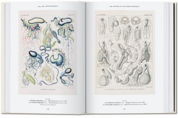 Produktbild: The Art and Science of Ernst Haeckel
