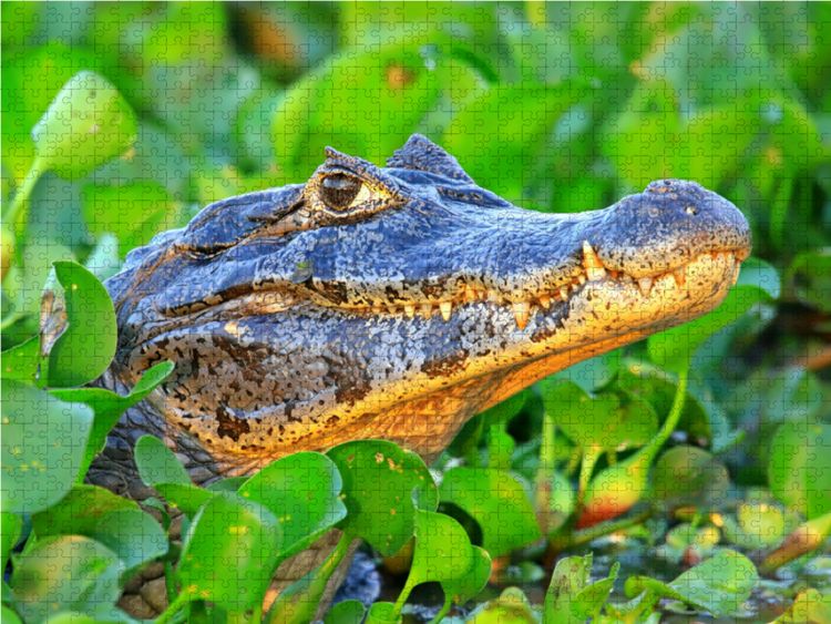 Produktbild: CALVENDO Puzzle Brillenkaiman, Pantanal, Brasilien | 1000 Teile Lege-Gr&ouml;&szlig;e 64x48cm Foto-Puzzle f&uuml;r gl&uuml;ckliche Stunden