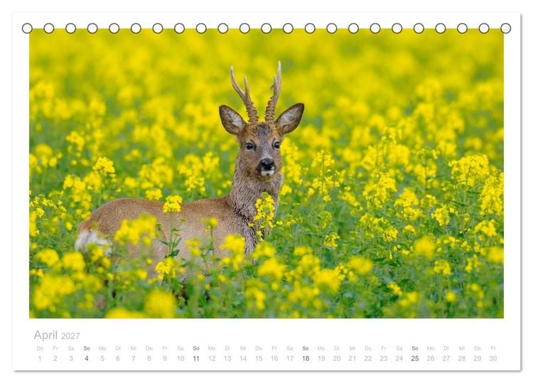 Produktbild: Rehwild 2027 (Tischkalender 2027 DIN A5 quer), CALVENDO Monatskalender