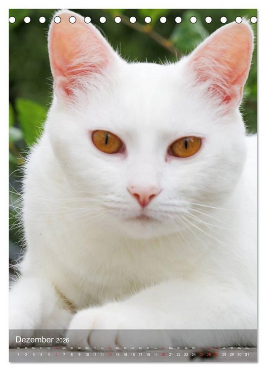 Produktbild: KATZEN AUGEN BLICKE (Tischkalender 2026 DIN A5 hoch), CALVENDO Monatskalender