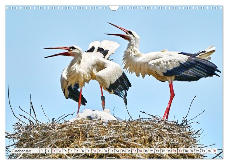 Produktbild: Eine Saison mit Familie Storch (Wandkalender 2026 DIN A3 quer), CALVENDO Monatskalender