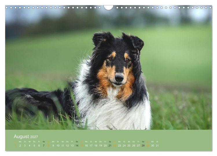 Produktbild: Der Collie der beste Hund der Welt (Wandkalender 2027 DIN A3 quer), CALVENDO Monatskalender