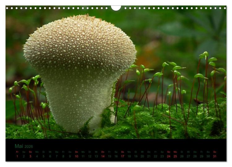 Produktbild: Im Reich der Pilze (Wandkalender 2026 DIN A3 quer), CALVENDO Monatskalender