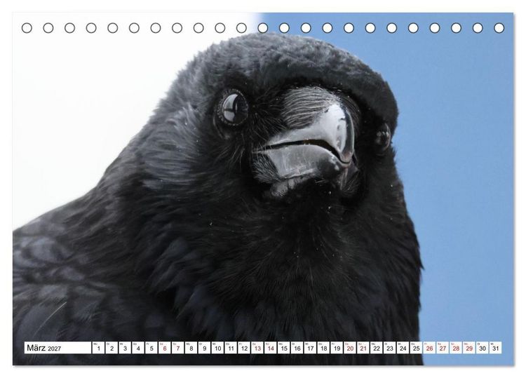 Produktbild: Im Auge der Kr&auml;he (Tischkalender 2027 DIN A5 quer), CALVENDO Monatskalender