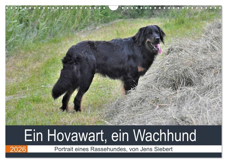 Produktbild: Ein Hovawart, ein Wachhund (Wandkalender 2026 DIN A3 quer), CALVENDO Monatskalender