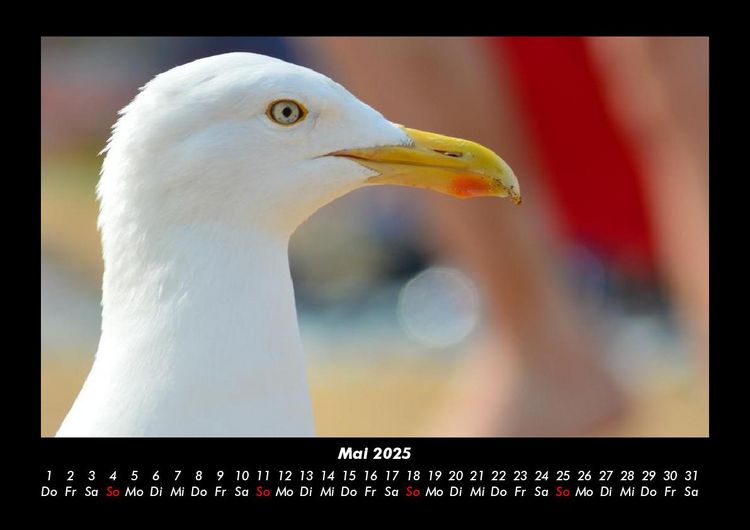 Produktbild: M&ouml;wen 2025 Fotokalender DIN A3