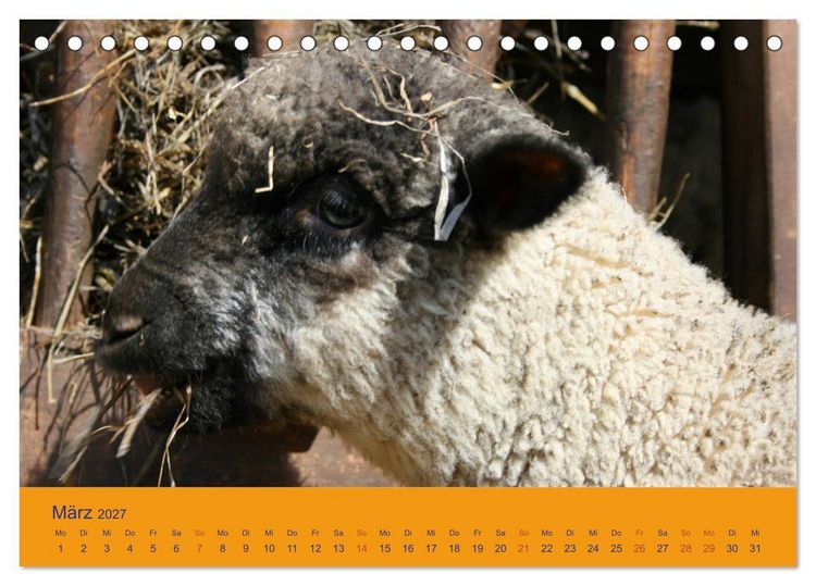 Produktbild: Shropshire Schafe (Tischkalender 2027 DIN A5 quer), CALVENDO Monatskalender
