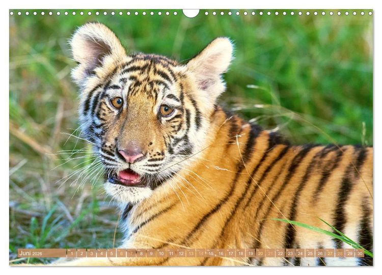 Produktbild: Tiger: Gestreifte J&auml;ger (Wandkalender 2026 DIN A3 quer), CALVENDO Monatskalender