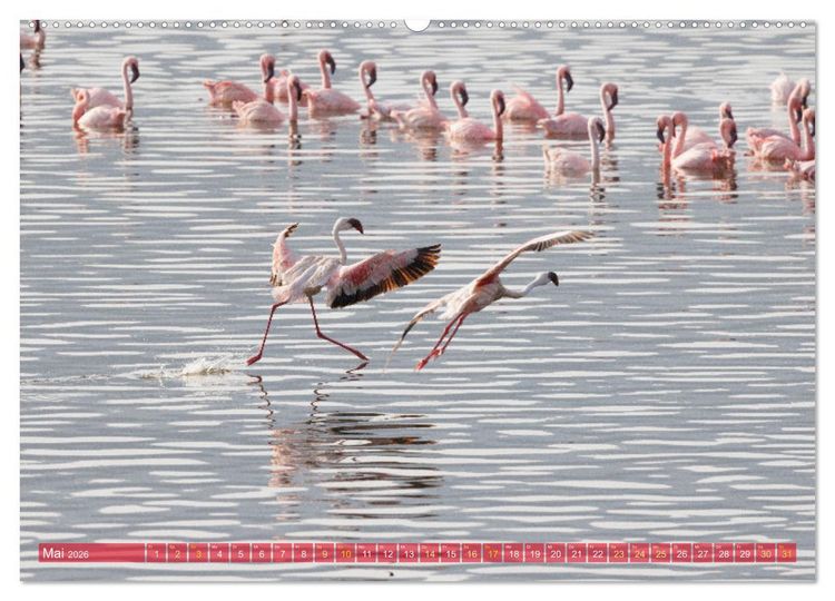 Produktbild: Flamingos am Lake Bogoria - Kenia (hochwertiger Premium Wandkalender 2026 DIN A2 quer), Kunstdruck in Hochglanz