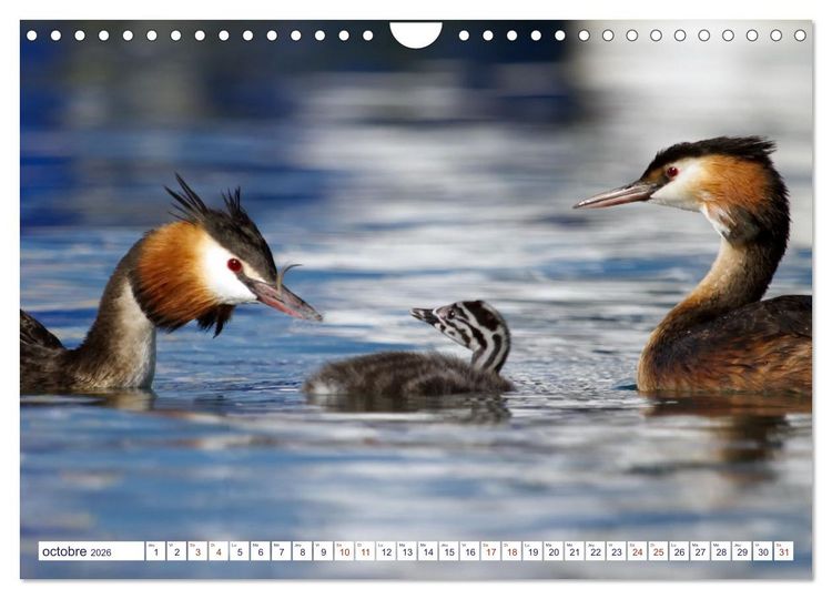 Produktbild: Oiseaux aquatiques en famille (Calendrier mural 2026 DIN A4 vertical), CALVENDO calendrier mensuel