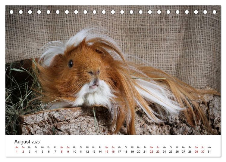 Produktbild: Unsere Meerschweinchen (Tischkalender 2026 DIN A5 quer), CALVENDO Monatskalender